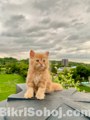 Traditional persian kitten